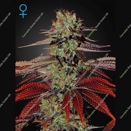 Kings Kush Auto Feminized Marijuana Strain by Greenhouse Seeds For Sale Online at Cannabis Seeds Outlet