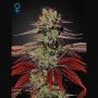 Kings Kush Auto Feminized Marijuana Strain by Greenhouse Seeds For Sale Online at Cannabis Seeds Outlet