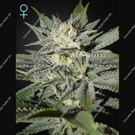 Kings Kush CBD Feminized Marijuana Strain by Greenhouse Seeds For Sale Online at Cannabis Seeds Outlet