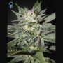 Kings Kush CBD Feminized Marijuana Strain by Greenhouse Seeds For Sale Online at Cannabis Seeds Outlet