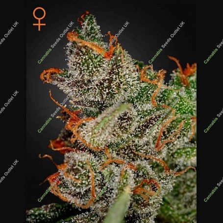 Kings Kush Feminized Marijuana Strain by Greenhouse Seeds For Sale Online at Cannabis Seeds Outlet