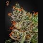 Kings Kush Feminized Marijuana Strain by Greenhouse Seeds For Sale Online at Cannabis Seeds Outlet