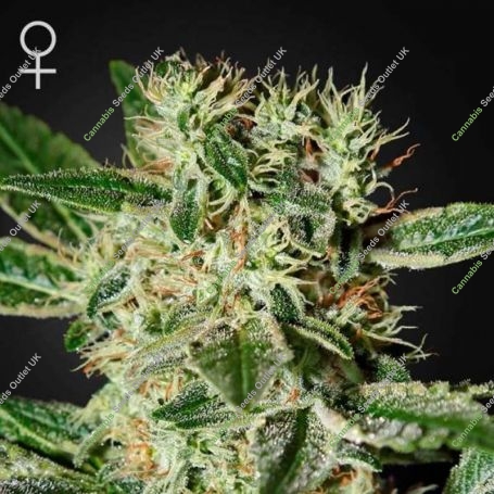 Ladyburn 1974 Feminized Marijuana Strain by Greenhouse Seeds For Sale Online at Cannabis Seeds Outlet