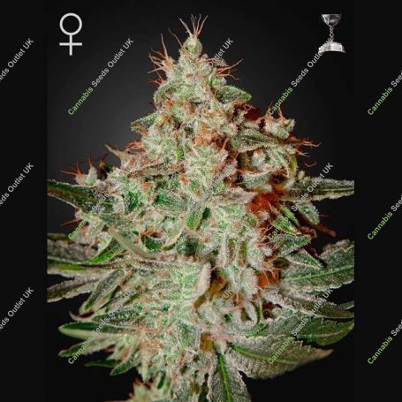 Lemon Skunk Feminized Marijuana Strain by Greenhouse Seeds For Sale Online at Cannabis Seeds Outlet