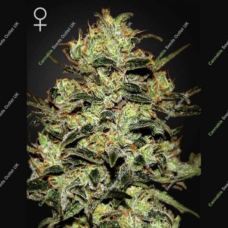 Moby Dick Feminized Marijuana Strain by Greenhouse Seeds For Sale Online at Cannabis Seeds Outlet
