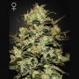 Moby Dick Feminized Marijuana Strain by Greenhouse Seeds For Sale Online at Cannabis Seeds Outlet