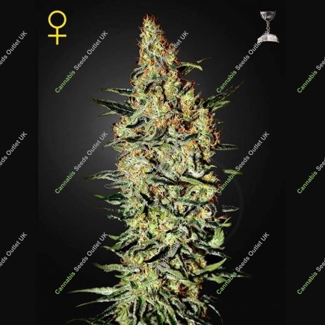 Nevilles Haze Feminized Marijuana Strain by Greenhouse Seeds For Sale Online at Cannabis Seeds Outlet