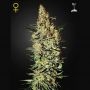 Nevilles Haze Feminized Marijuana Strain by Greenhouse Seeds For Sale Online at Cannabis Seeds Outlet