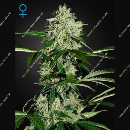 NL Auto Feminized Marijuana Strain by Greenhouse Seeds For Sale Online at Cannabis Seeds Outlet