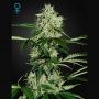 NL Auto Feminized Marijuana Strain by Greenhouse Seeds For Sale Online at Cannabis Seeds Outlet