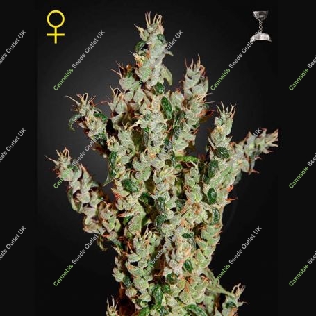 NL5 Haze Mist Feminized Marijuana Strain by Greenhouse Seeds For Sale Online at Cannabis Seeds Outlet