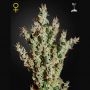 NL5 Haze Mist Feminized Marijuana Strain by Greenhouse Seeds For Sale Online at Cannabis Seeds Outlet