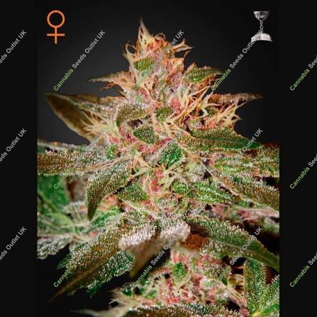 Pure Kush Feminized Marijuana Strain by Greenhouse Seeds For Sale Online at Cannabis Seeds Outlet