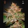 Pure Kush Feminized Marijuana Strain by Greenhouse Seeds For Sale Online at Cannabis Seeds Outlet