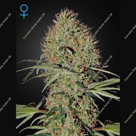 Super Bud Auto Feminized Marijuana Strain by Greenhouse Seeds For Sale Online at Cannabis Seeds Outlet