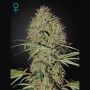 Super Bud Auto Feminized Marijuana Strain by Greenhouse Seeds For Sale Online at Cannabis Seeds Outlet