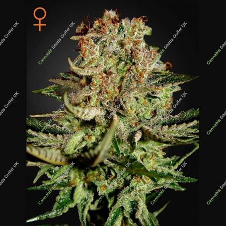 Super Bud Feminized Marijuana Strain by Greenhouse Seeds For Sale Online at Cannabis Seeds Outlet