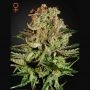 Super Bud Feminized Marijuana Strain by Greenhouse Seeds For Sale Online at Cannabis Seeds Outlet
