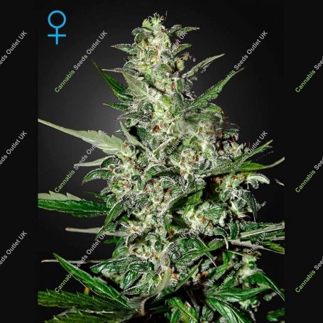 Super Critical Auto Feminized Marijuana Strain by Greenhouse Seeds For Sale Online at Cannabis Seeds Outlet