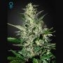 Super Critical Auto Feminized Marijuana Strain by Greenhouse Seeds For Sale Online at Cannabis Seeds Outlet