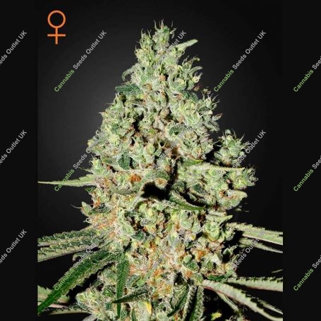 Super Critical Feminized Marijuana Strain by Greenhouse Seeds For Sale Online at Cannabis Seeds Outlet