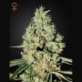 Super Critical Feminized Marijuana Strain by Greenhouse Seeds For Sale Online at Cannabis Seeds Outlet