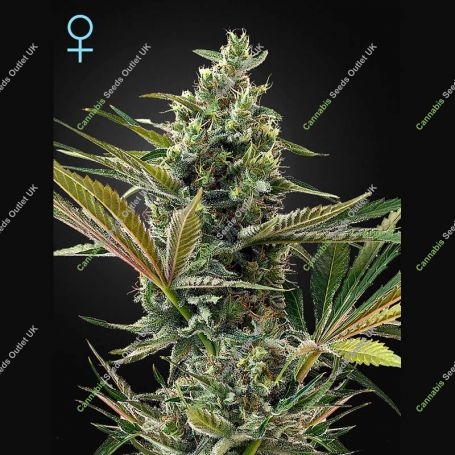 Super Lemon Haze Auto CBD Feminized Marijuana Strain by Greenhouse Seeds For Sale Online at Cannabis Seeds Outlet