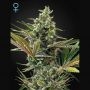 Super Lemon Haze Auto CBD Feminized Marijuana Strain by Greenhouse Seeds For Sale Online at Cannabis Seeds Outlet