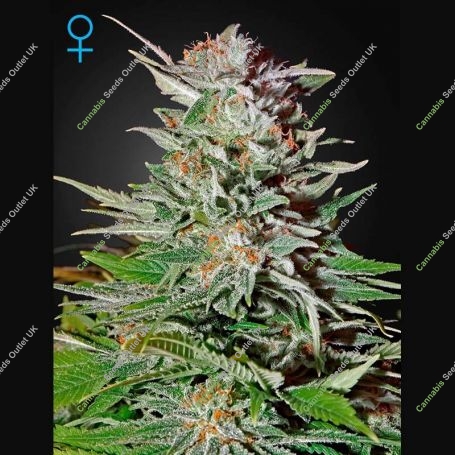Super Lemon Haze Auto Marijuana Strain by Greenhouse Seeds For Sale Online at Cannabis Seeds Outlet