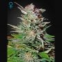 Super Lemon Haze Auto Marijuana Strain by Greenhouse Seeds For Sale Online at Cannabis Seeds Outlet