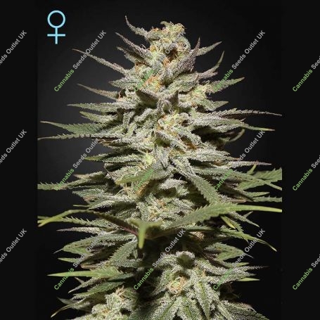 Super Lemon Haze CBD Feminized Marijuana Strain by Greenhouse Seeds For Sale Online at Cannabis Seeds Outlet