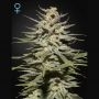 Super Lemon Haze CBD Feminized Marijuana Strain by Greenhouse Seeds For Sale Online at Cannabis Seeds Outlet