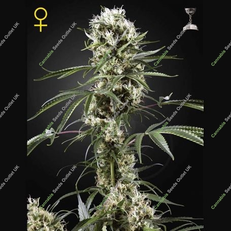 Super Lemon Haze Feminized Marijuana Strain by Greenhouse Seeds For Sale Online at Cannabis Seeds Outlet