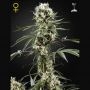 Super Lemon Haze Feminized Marijuana Strain by Greenhouse Seeds For Sale Online at Cannabis Seeds Outlet