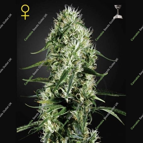 Super Silver Haze Feminized Marijuana Strain by Greenhouse Seeds For Sale Online at Cannabis Seeds Outlet