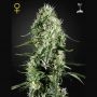 Super Silver Haze Feminized Marijuana Strain by Greenhouse Seeds For Sale Online at Cannabis Seeds Outlet