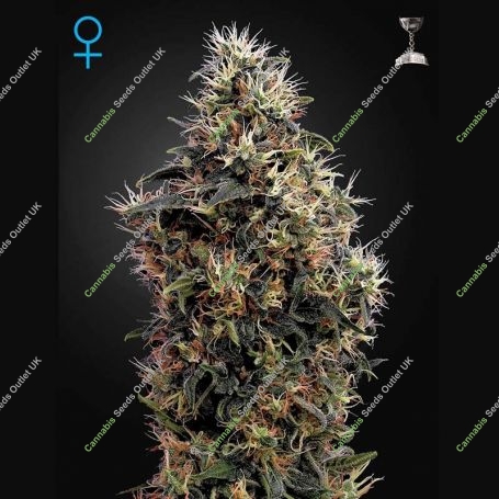 Sweet Mango Auto Feminized Marijuana Strain by Greenhouse Seeds For Sale Online at Cannabis Seeds Outlet