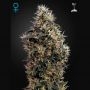 Sweet Mango Auto Feminized Marijuana Strain by Greenhouse Seeds For Sale Online at Cannabis Seeds Outlet