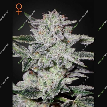 Sweet Valley Kush Feminized Marijuana Strain by Greenhouse Seeds For Sale Online at Cannabis Seeds Outlet