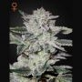 Sweet Valley Kush Feminized Marijuana Strain by Greenhouse Seeds For Sale Online at Cannabis Seeds Outlet