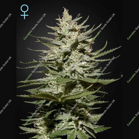 The Church CBD Feminized Marijuana Strain by Greenhouse Seeds For Sale Online at Cannabis Seeds Outlet