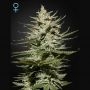 The Church CBD Feminized Marijuana Strain by Greenhouse Seeds For Sale Online at Cannabis Seeds Outlet