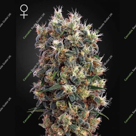 The Church Feminized Marijuana Strain by Greenhouse Seeds For Sale Online at Cannabis Seeds Outlet