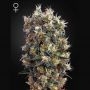 The Church Feminized Marijuana Strain by Greenhouse Seeds For Sale Online at Cannabis Seeds Outlet