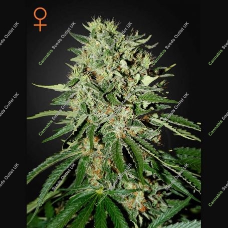 The Doctor Feminized Marijuana Strain by Greenhouse Seeds For Sale Online at Cannabis Seeds Outlet