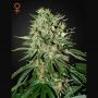 The Doctor Feminized Marijuana Strain by Greenhouse Seeds For Sale Online at Cannabis Seeds Outlet