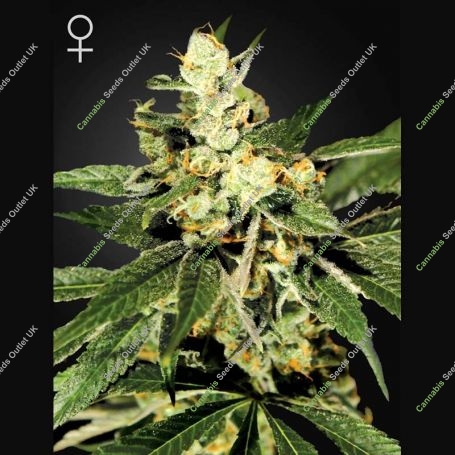 Train Wreck Feminized Marijuana Strain by Greenhouse Seeds For Sale Online at Cannabis Seeds Outlet