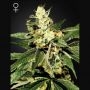 Train Wreck Feminized Marijuana Strain by Greenhouse Seeds For Sale Online at Cannabis Seeds Outlet