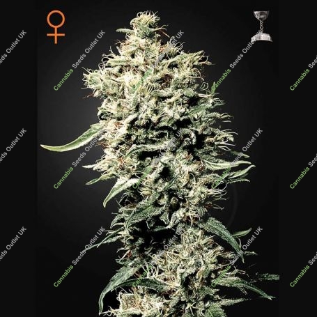 White Rhino Feminized Marijuana Strain by Greenhouse Seeds For Sale Online at Cannabis Seeds Outlet
