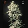 White Rhino Feminized Marijuana Strain by Greenhouse Seeds For Sale Online at Cannabis Seeds Outlet
